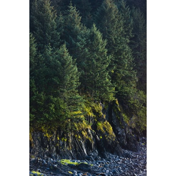 Spruce Tree Forest Chiniak Bay Kodiak Island Southwest Alaska Fall Canvas Art - Kevin Smith Design Pics (12 x 18)