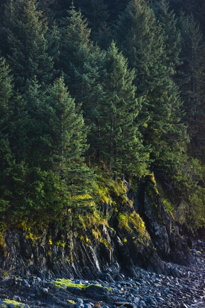Spruce Tree Forest Chiniak Bay Kodiak Island Southwest Alaska Fall Canvas Art - Kevin Smith Design Pics (24 x 36)