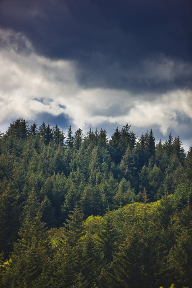 Spruce Tree Forest Chiniak Bay Kodiak Island Southwest Alaska Fall Canvas Art - Kevin Smith Design Pics (24 x 36)