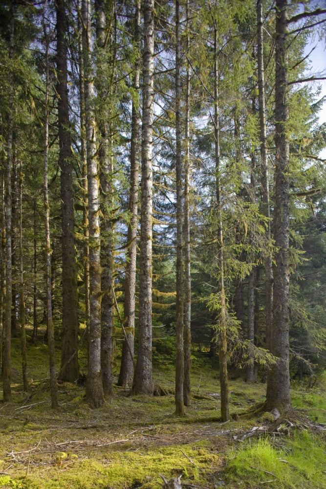 Spruce Tree Forest In Autumn Kodiak Island Southwest Alaska Canvas Art - Kevin Smith Design Pics (12 x 19)