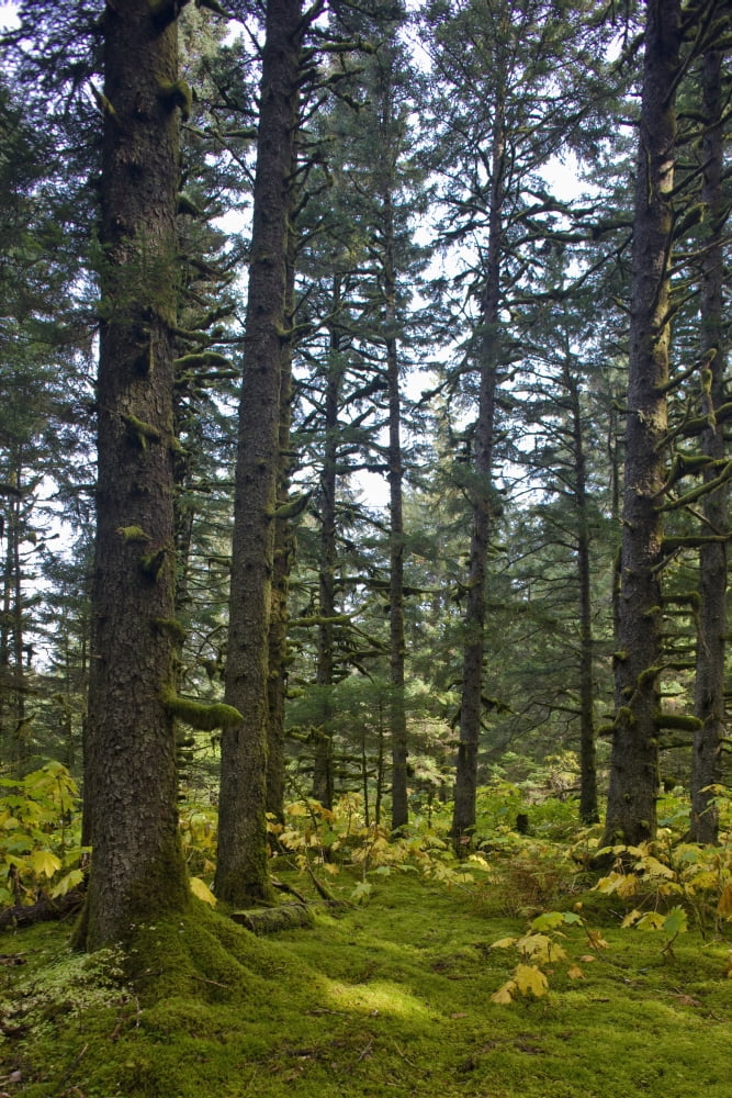 Spruce Tree Forest In Autumn Kodiak Island Southwest Alaska Canvas Art - Kevin Smith Design Pics (24 x 38)