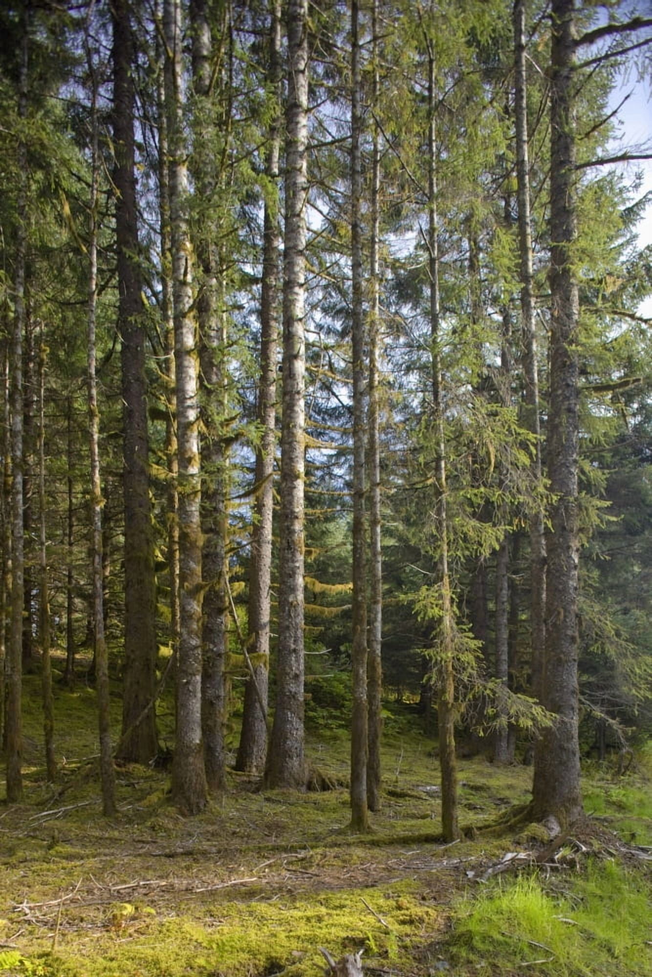 Spruce Tree Forest In Autumn Kodiak Island Southwest Alaska Canvas Art - Kevin Smith Design Pics (24 x 38)