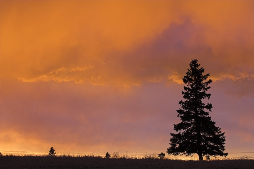 Spruce Tree In Sunset Near Cochrane Alberta Canvas Art - Darwin Wiggett Design Pics (34 x 22)