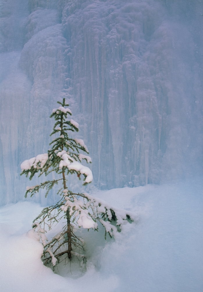 Spruce Tree Under Frozen Waterfall Johnston Canyon Banff National Park Alberta Canada Canvas Art - Darwin Wiggett Design Pics (22 x 32)