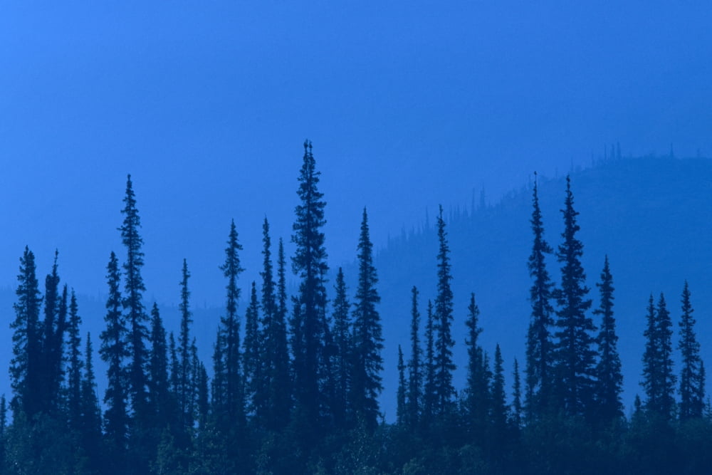 Spruce Trees In Haze From Forest Fire In Ak SummerNsouth Of Fairbanks Canvas Art - Kevin Smith Design Pics (17 x 11)