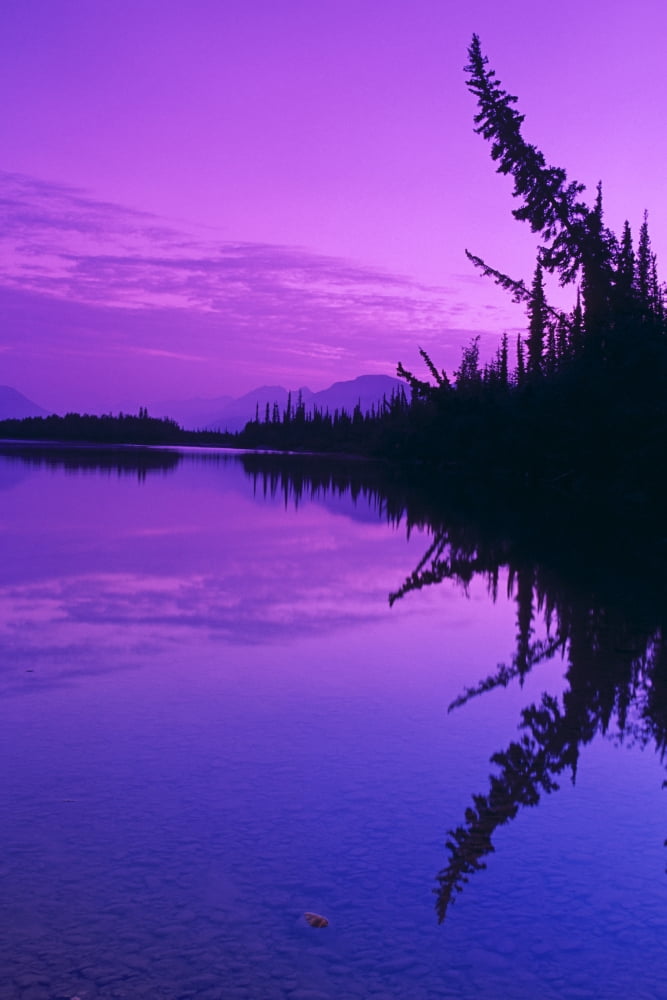 Spruce Trees & Mtns Reflect In John River Sunset AkNbrooks Range Arctic Summer Canvas Art - Kevin Smith Design Pics (22 x 34)