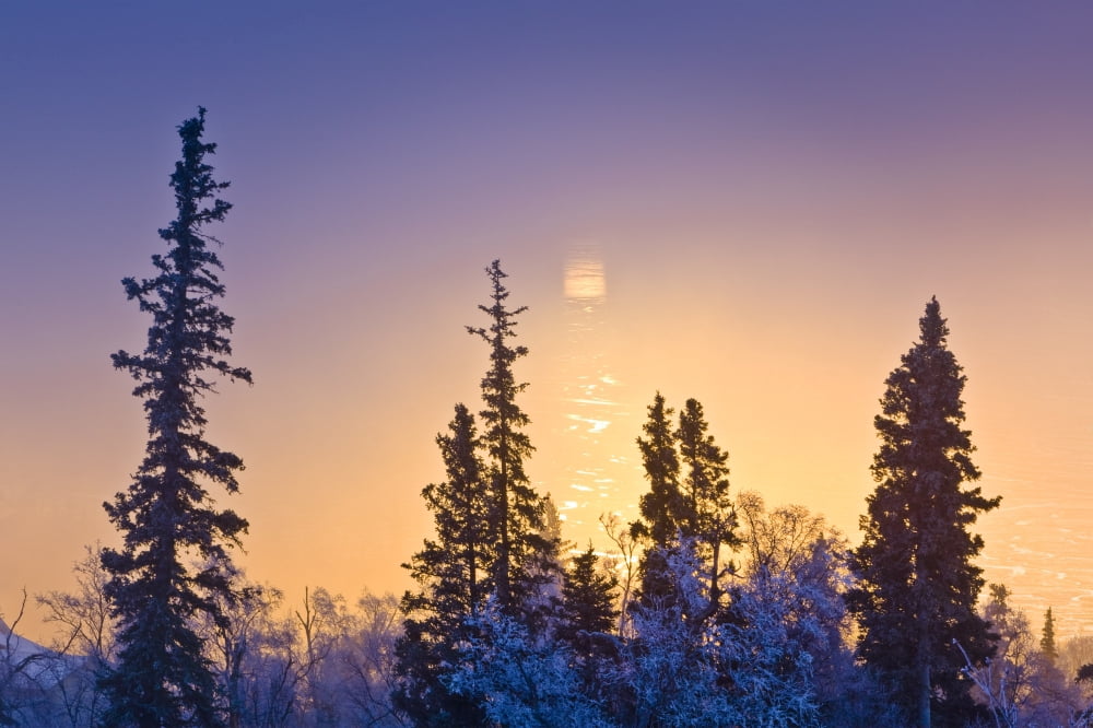Spruce Trees Silhoutted Against A Sunset Reflection In The Cook Inlet Mud Flats During Winter In Anchorage Hillside Canvas Art - Kevin Smith Design Pics (17 x 11)