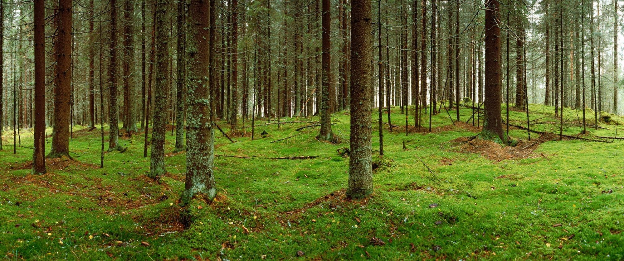 Spruce trees in a forest Joutseno Southern Finland South Karelia Finland Canvas Art - Panoramic Images (27 x 9)