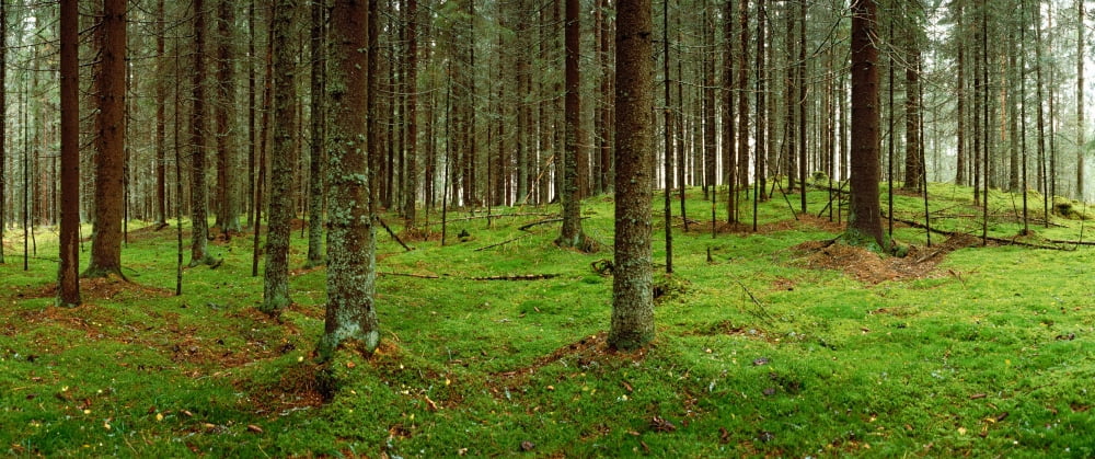 Spruce trees in a forest Joutseno Southern Finland South Karelia Finland Canvas Art - Panoramic Images (36 x 12)