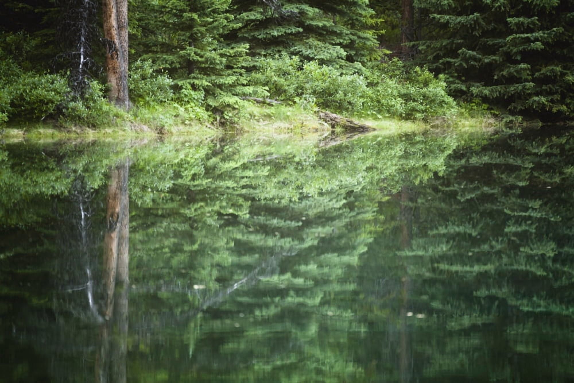 Spruce trees reflected in the glassy surface of a small pond jasper national parkAlberta canada Canvas Art - Joel Koop Design Pics (38 x 24)