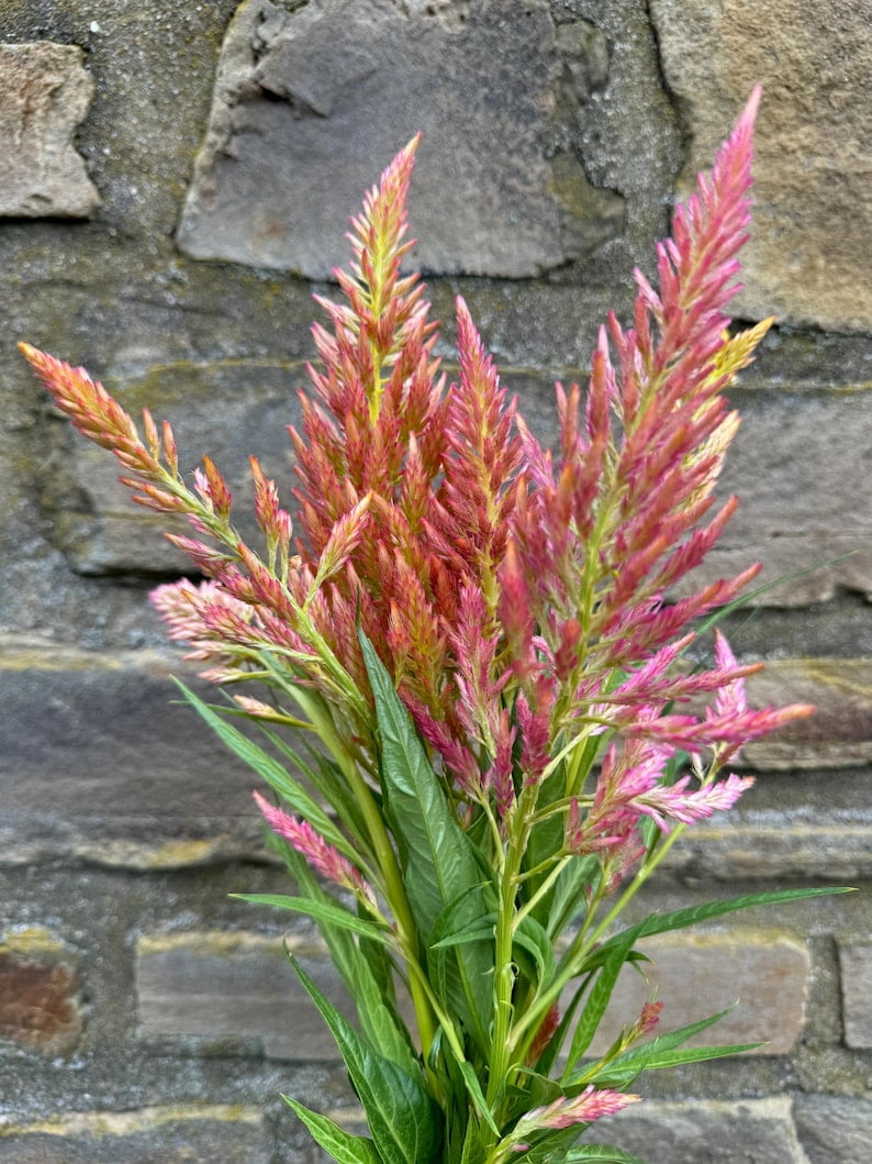 Graines Celosia Argentea - Plante Ornementale à Fleurs Roses - Pour Jardin Ou Balcon - Lot De 10 Graines