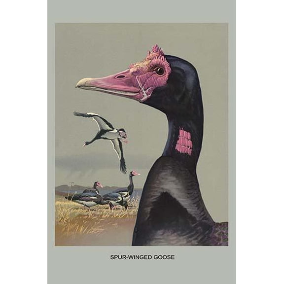 Spur Winged Goose-Fine Art Canvas Print (20" x 30")