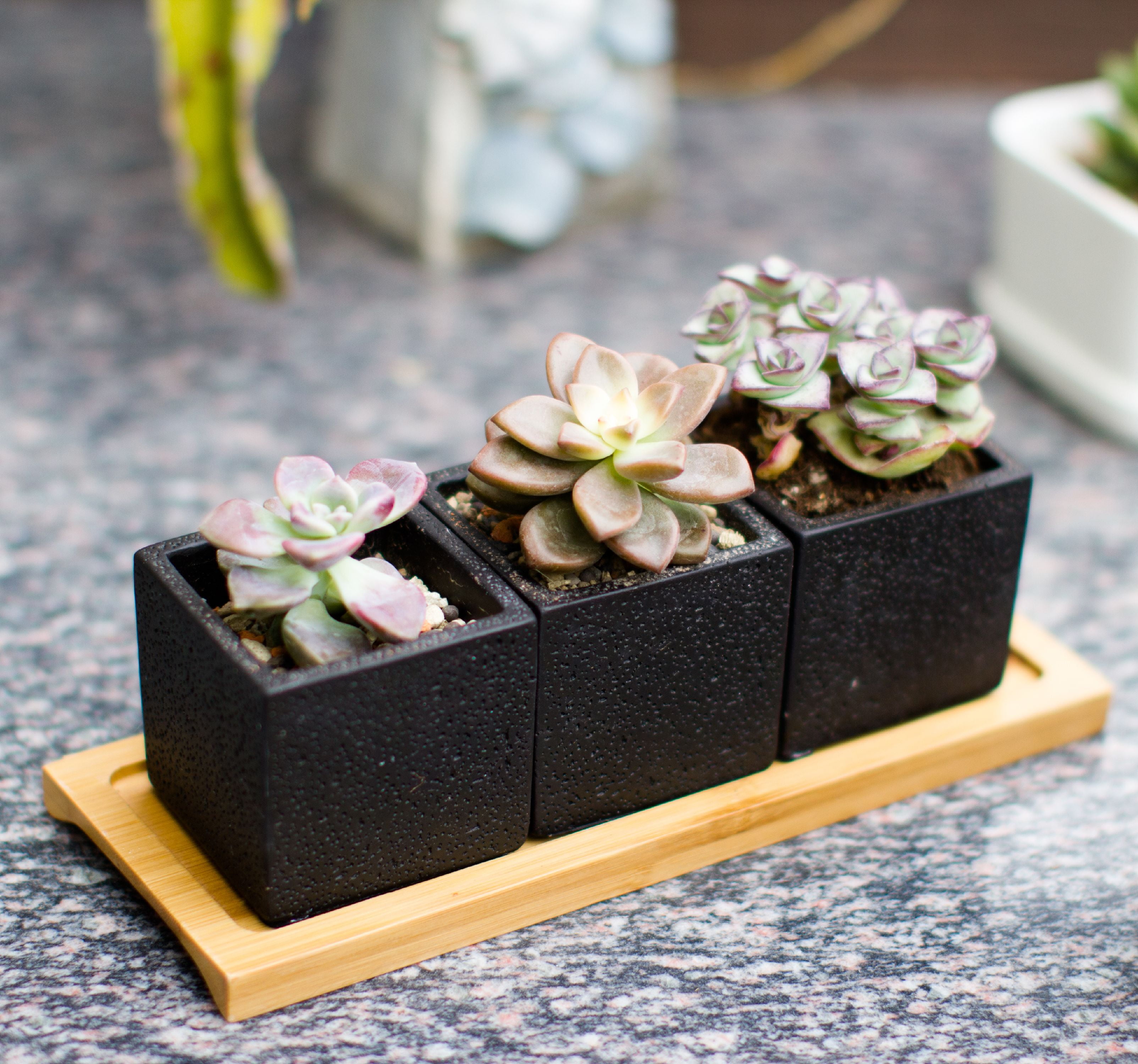 Square Succulent Planter Pots 2.5 inch Decorative Cement Pottery Cactus  Flower Pot with Tray Set of 3pcs Black 