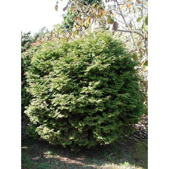 Squarrosa Minima-Miniature Moss False Cypress-Unique Texture Plant 1 Gallon