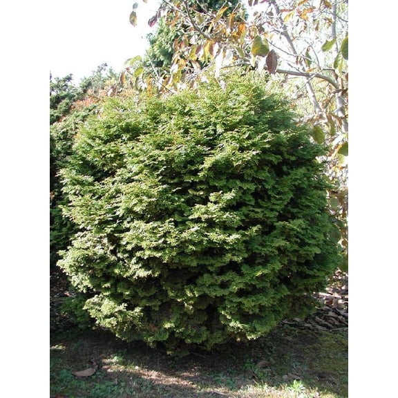RedCrocus Squarrosa Minima Miniature Moss Falsecypress, Low-Growing Evergreen Shrub for Borders, Rock Gardens, Containers, Drought-Tolerant, Easy Care 2 Gallon