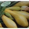 thumbnail image 1 of Squash Early Straightneck Seed Heirloom - 1 Packet, 1 of 1