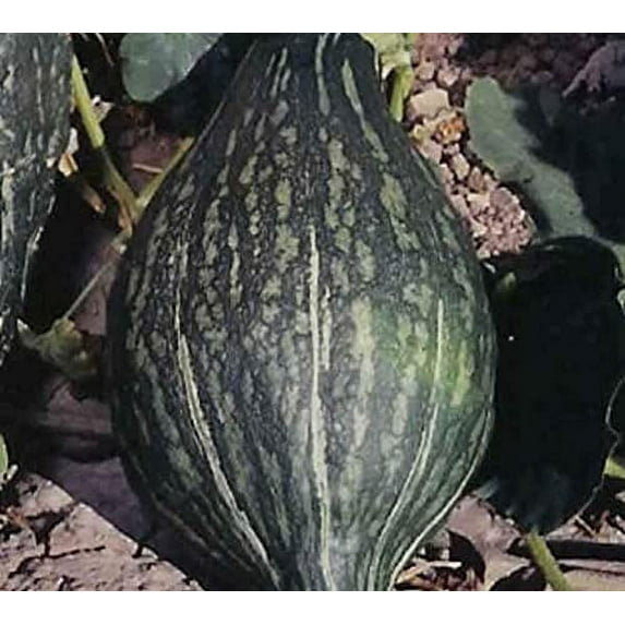 Squash Green Hubbard Garden Heirloom Vegetable by Seed Kingdom 1/4 Lb Seeds