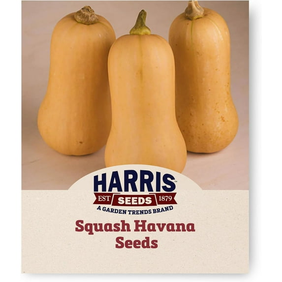 Harris Seeds - Squash Seeds Havana F1 Variety Blocky Shaped Orange - 250 Seeds