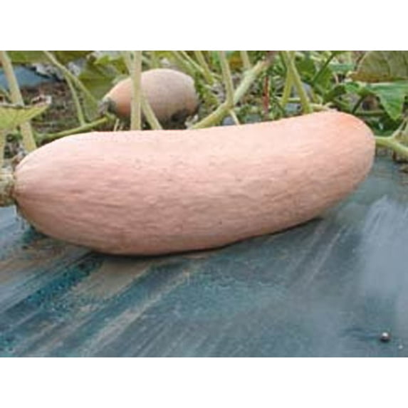 Squash Pink Banana Jumbo Garden Heirloom Vegetable BULK 400 Seeds