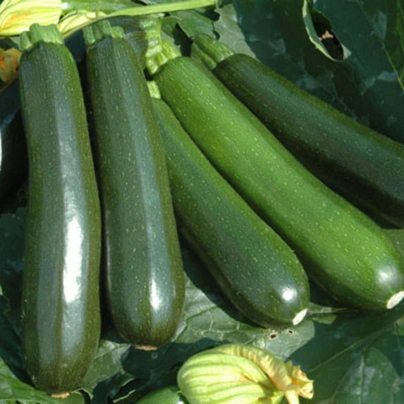Squash Reward F1 Seed, FarMore Treatment, 5,000 Seeds
