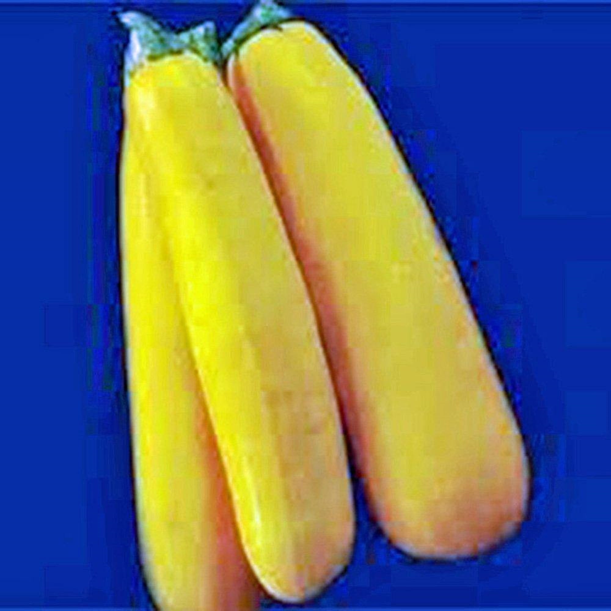 Country Creek Acres Squash Seed, Golden Zucchini Squash, Heirloom, 100 Seeds