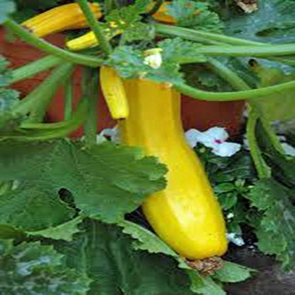 Squash Seeds, Early Prolific Straight Neck Squash, Heirloom, 200 Seeds