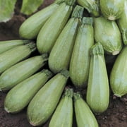 Squash Seeds - Hurakan Variety Squash Seeds - Non-GMO - 25 Seeds