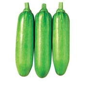 Kitazawa Seed Company 7 Korean Squash Planting Seeds, Non GMO