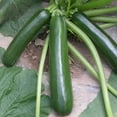 thumbnail image 1 of Squash Seeds, Summer - Black Jade - Hybrid - 1 Lb ~2000 Seeds - Non- GMO, F1 Hybrid - Asian Garden Vegetable, 1 of 1