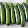 thumbnail image 1 of Squash Seeds - Summer - Endurance BC-2 F1 - 4 Oz ~1,000 Seeds - Cucurbita pepo - Farm & Garden Vegetable Seeds - Non-GMO, Heirloom, Open Pollinated, Annual, 1 of 2