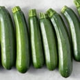 thumbnail image 1 of Squash Seeds - Summer - Endurance BC-2 F1 - 5 Lb ~20,000 Seeds - Cucurbita pepo - Farm & Garden Vegetable Seeds - Non-GMO, Heirloom, Open Pollinated, Annual, 1 of 2