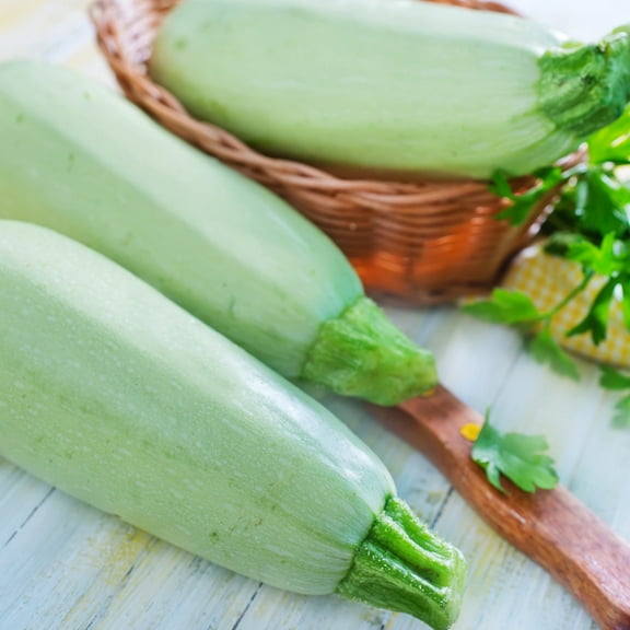 Squash Seeds - Summer - Vegetable Marrow White Bush - 4 Gram Packet ~35 Seeds - Cucurbita pepo - Non-GMO, Heirloom - Farm & Vegetable Garden