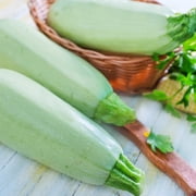 Squash Seeds - Summer - Vegetable Marrow White Bush - 4 Gram Packet 35 Seeds - Cucurbita pepo - Non-GMO, Heirloom - Farm & Vegetable Garden