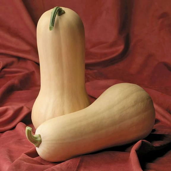 Squash Seeds - Treated Atlas Variety Squash Seeds - Non-GMO - 25 Seeds