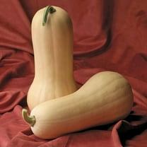 Squash Seeds - Treated Atlas Variety Squash Seeds - Non-GMO - 25 Seeds