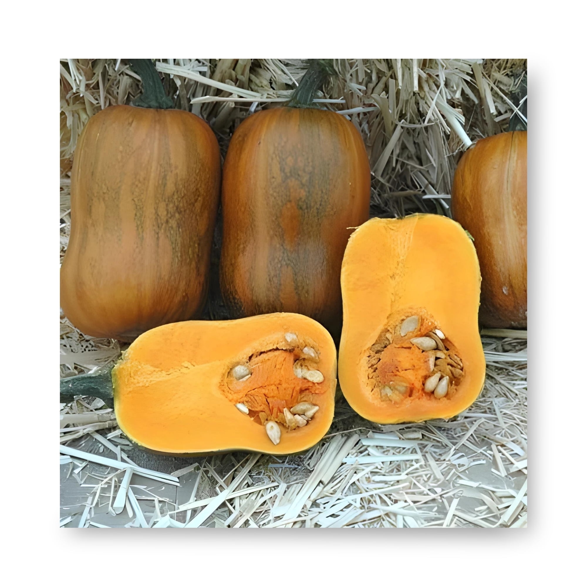 Harris Seeds Honeynut Squash - Thumbnail 2