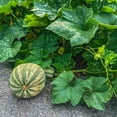 thumbnail image 1 of Squash Seeds - Winter - Cushaw Green Striped Pumpkin - 5 Lb ~13,600 Seeds - Cucurbita argyrosperma - Farm & Garden Vegetable Seeds - Non-GMO, Heirloom, Open Pollinated, Annual -, 1 of 7