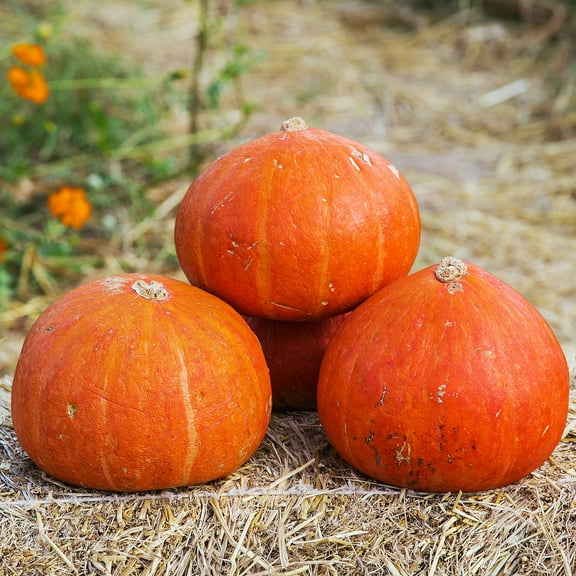 Squash Seeds - Winter - Golden Delicious - 4 g Packet ~24 Seeds - Cucurbita maxima - Farm & Garden Vegetable Seeds - Non-GMO, Heirloom, Open Pollinated, Annual