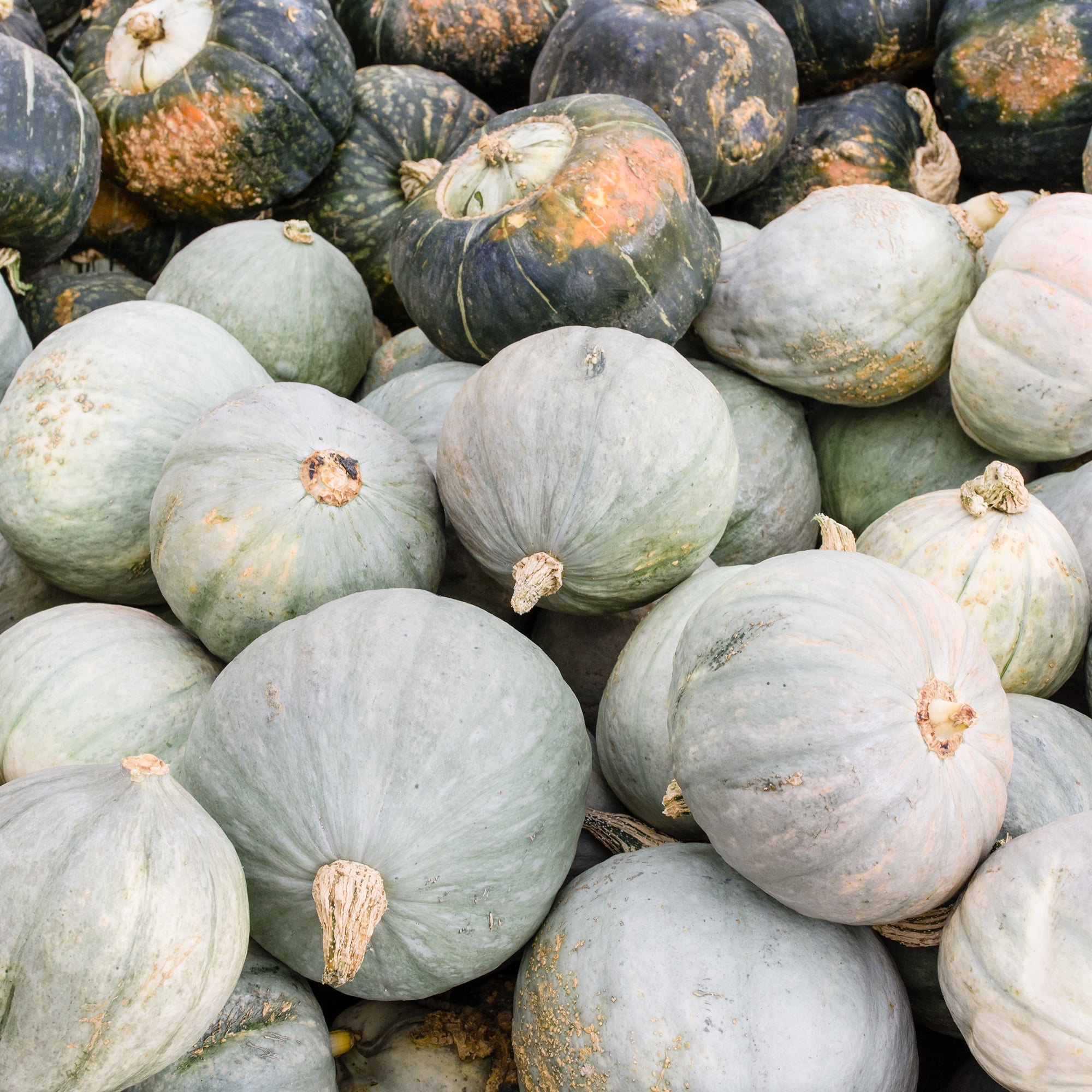 Squash Seeds - Winter - Hubbard Baby Blue - 4 g Packet ~20 Seeds ...