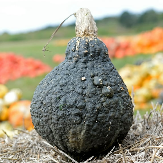 Squash Seeds - Winter - Hubbard Chicago Warted - 5 Lb ~13,600 Seeds - Cucurbita maxima - Farm & Garden Vegetable Seeds - Non-GMO, Heirloom, Open Pollinated, Annual
