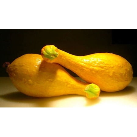Seed Kingdom 200 Crookneck Squash Plant Seeds, Heirloom Easy to Grow