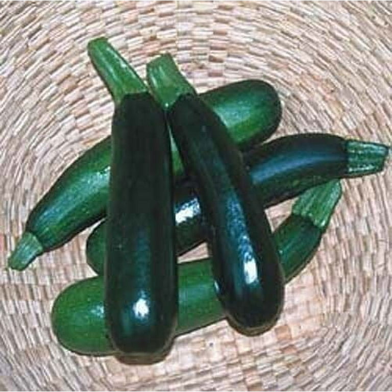 Squash Zucchini Black Beauty Garden Heirloom Vegetable 30 Seeds Squash Zucchini Black Beauty Garden Heirloom Vegetable 30 Seeds