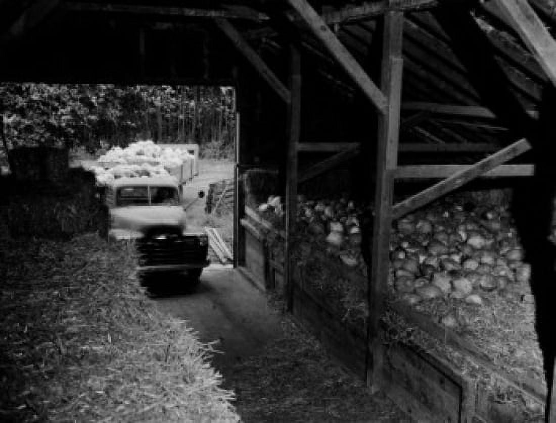 Squash going into barn for winter storage Canvas Art - (24 x 36)
