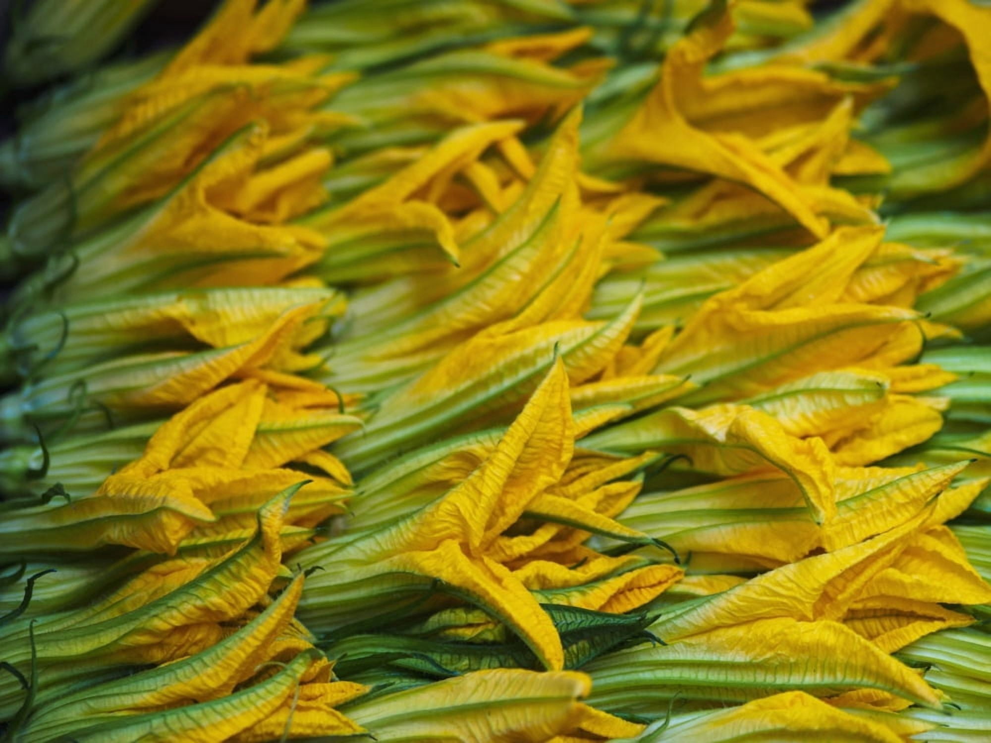 Squash leaves are a treat in springtime in Italy and can be found for sale from street vendors Florence Italy Canvas Art - Brian Guzzetti Design Pics (17 x 13)