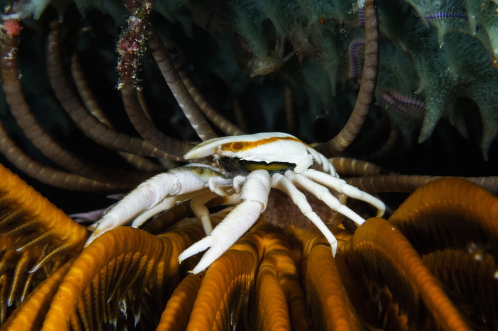 Squat Lobster carrying eggs Indonesia Canvas Art - Todd WinnerStocktrek Images (35 x 23)