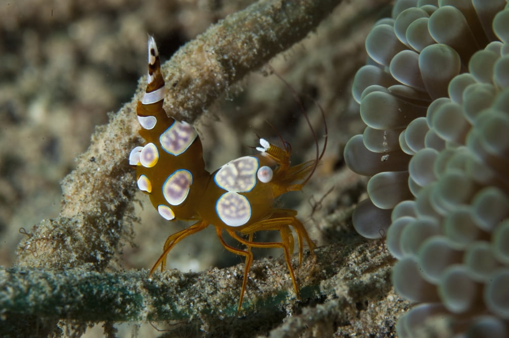 Squat anemone shrimp side view Gorontalo Sulawesi Indonesia Canvas Art - Steve JonesStocktrek Images (18 x 12)
