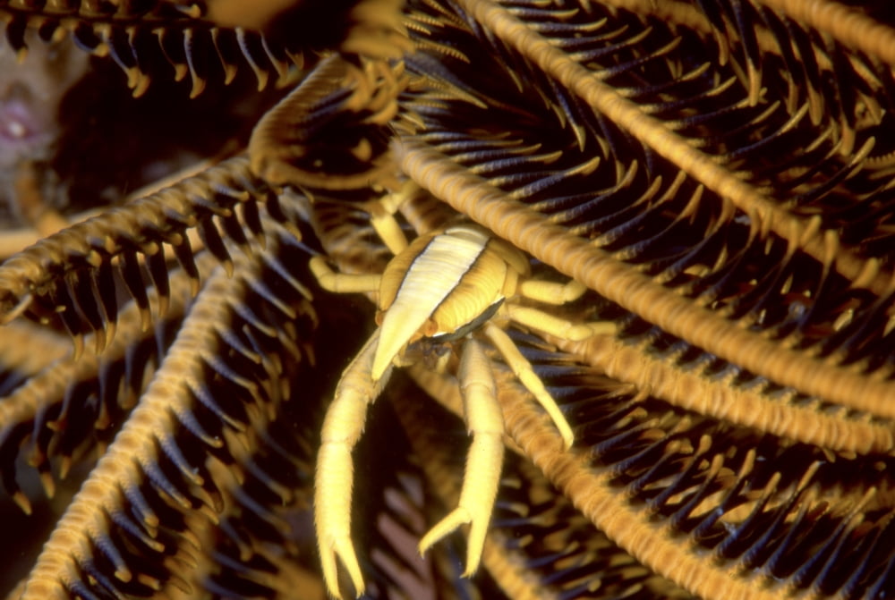 Squat lobster on feather star Indonesia Canvas Art - Beverly FactorStocktrek Images (17 x 12)