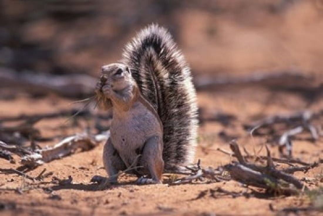 Squirrel Canvas Art - Paul Souders DanitaDelimont (18 x 12)