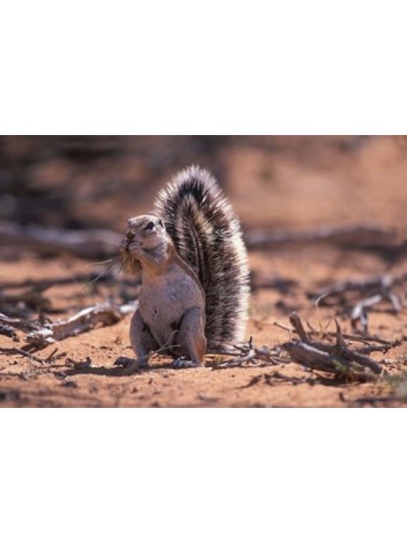 Squirrel Canvas Art - Paul Souders DanitaDelimont (36 x 24)