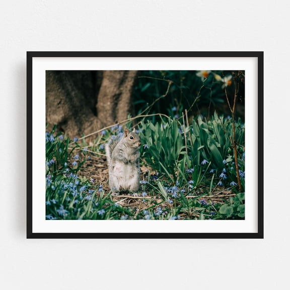 Squirrel, Central Park - Manhattan New York Photography Nature Forest Floral Wildlife Scenic Black Framed Wall Art Print 5 x 7 inches